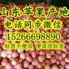 蘋果批發 山東蘋果產地  紅富士蘋果產地批發價格