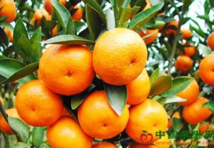 摩洛哥柑橘产量再创新高 ()