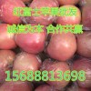 山东红富士苹果产地直销1.4-2.2