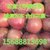 山東紅富士蘋果產地直銷1.4-2.2