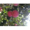 今年紙袋紅富士蘋果低價(jià)市場(chǎng)價(jià)格