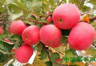 科学种植推动苹果产业发展 ()