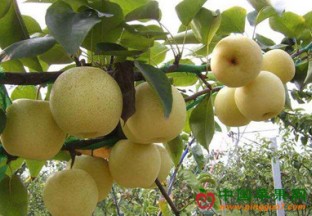 陕西渭南：水果价格上涨明显 ()