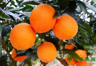 四川泸州：甜橙产业发展迅速 ()