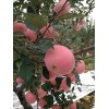 今年各地紅富士蘋果市場(chǎng)價(jià)格情況