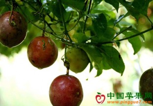 贵州思南：发展百香果产业 助力果农增收 ()