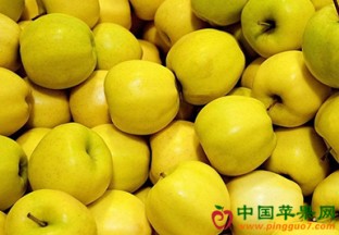 陕西永寿：苹果销售形式大好 ()