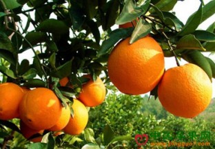 赣南脐橙开采 价格略有上涨 ()