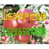 批發山東紅富士蘋果