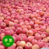 13573938098山东条纹水晶红富士苹果产地大量批发
