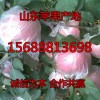 15688813698常年供应优质红富士苹果