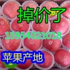 15954021018山東萬畝水晶紅富士蘋果批發價格