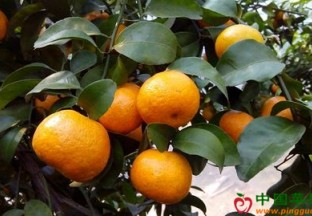 湖北武汉：千亩砂糖橘即将挂果 ()
