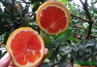 重庆巴南：血橙迎来丰收季 ()