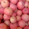 山東紅富士蘋果產(chǎn)地直銷