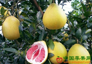 湖北宜昌：蜜柚喜获丰收 ()