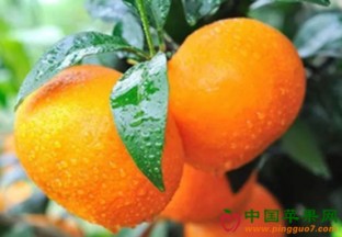贵州遵义：低温影响水果销量 ()