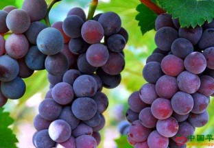 山东平度：发展葡萄产业 助力百姓增收 ()