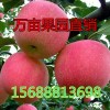冷庫紅富士蘋果大量出售 質(zhì)量上乘