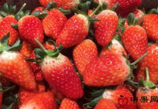 山东枣庄：草莓价格便宜了 ()