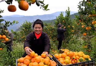 贵州：种植精品水果  带动果农致富 ()