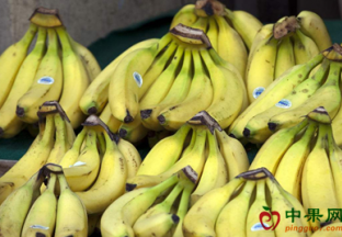 云南：多地香蕉价格上涨 蕉农挺价严重 ()