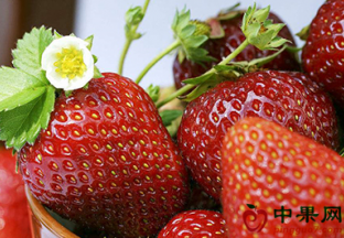 安徽合肥：长丰草莓品牌价值再创新高 ()