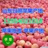 15954021018诚信供应优质冷库水晶红富士苹果