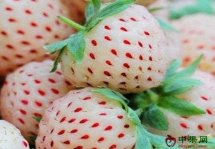 江苏苏州：高价白草莓，你买么？ ()