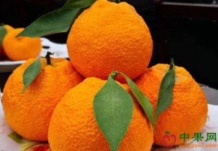 四川雅安：做大做强黄果柑产业发展 ()