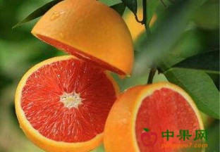 四川南溪：大力扶持血橙产业发展 ()