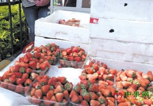 山东枣庄：草莓价格大幅下滑 ()