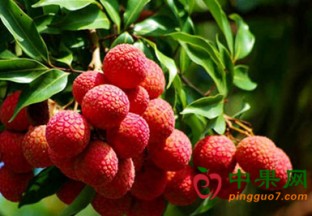 广西柳州：水果价格持续上涨 ()