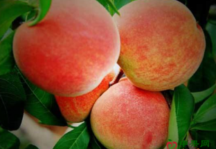 浙江宁波：水蜜桃上市在即 果农提前“打市场” ()