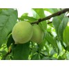 炎陵黃桃堪稱(chēng)綠色水果