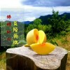 炎陵黃桃，給您不一樣味道