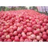 山西臨猗紅富士75#出售