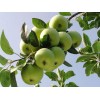 山東產(chǎn)區(qū)早熟蘋果