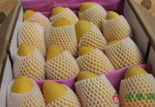 广西百色：芒果产业带动乡村致富 ()
