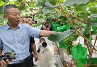 上海地产水果获丰收 ()