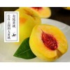 炎陵黃桃7月中旬等你來嘗
