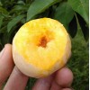 吃貨的自我修養：黃金奈李正當季！