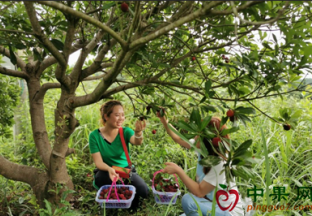 湖南长沙：树上水果被抢空 ()