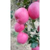 種植加代辦甘肅平涼莊浪蘋果，（條紅紅富士、片紅紅富士）量產，