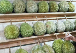 东南亚多国争夺对华水果出口市场 ()