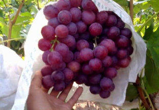 云南宾川：做大做强葡萄产业 ()
