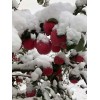大量供应静宁山地富士