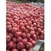 陜西延安紅富士蘋果已大量上市