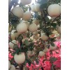 紙袋紅富士