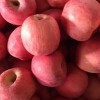 山东红富士苹果大量供应，货源充足